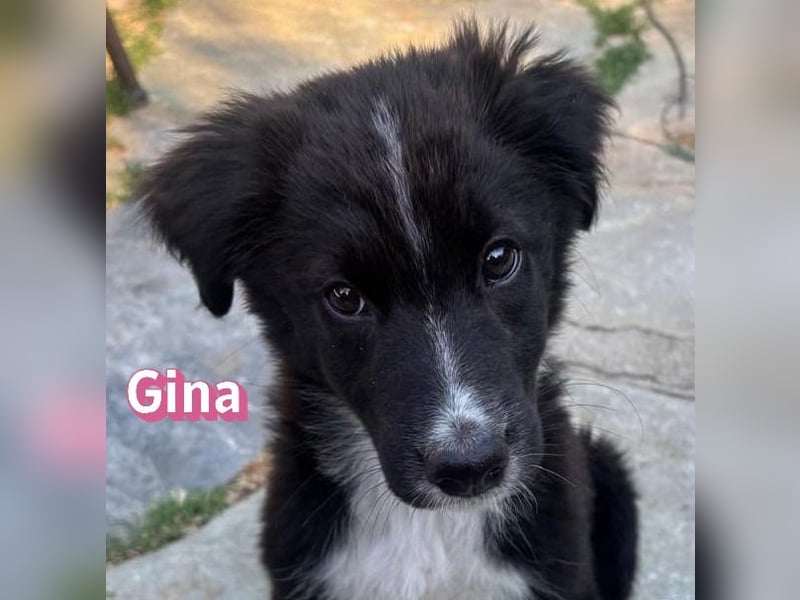 Gina, 05/26 - süßes Welpenmädel sucht Familie