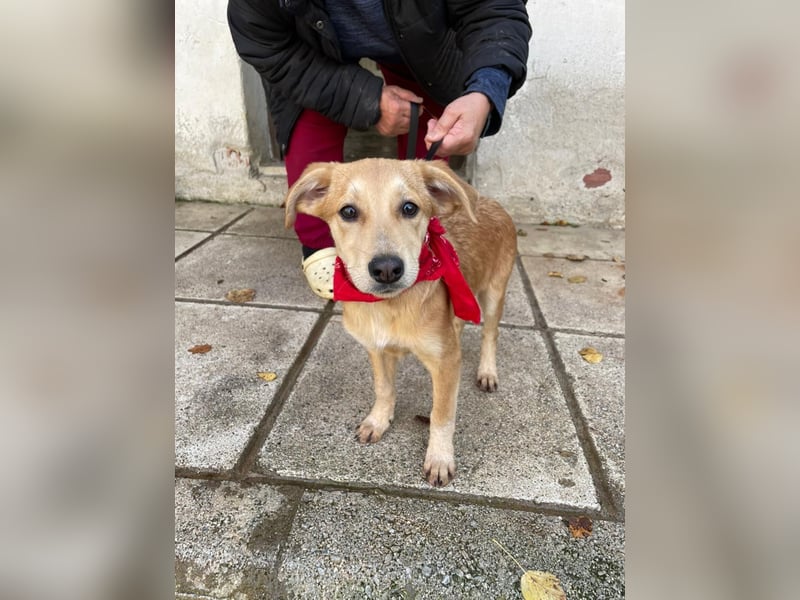 Aika - aktiv, verspielt und neugierig