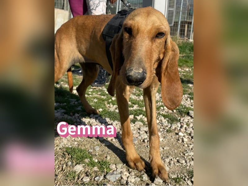 Gemma - ruhig, sozial und lernwillig