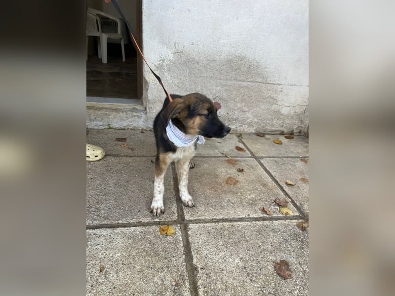 Anton - aktiv, verspielt und neugierig