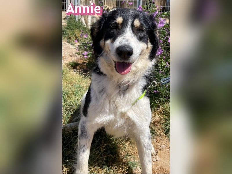 Annie, 04/25 - süßes Wuschelchen sucht Körbchen