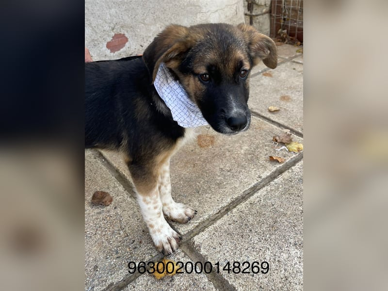 Anton - aktiv, verspielt und neugierig