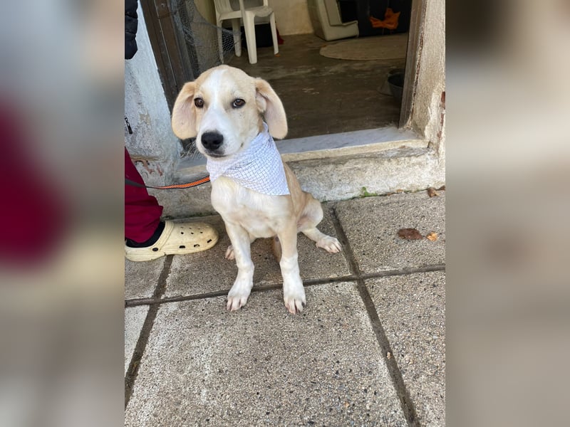 Armani - aktiv, verspielt und neugierig