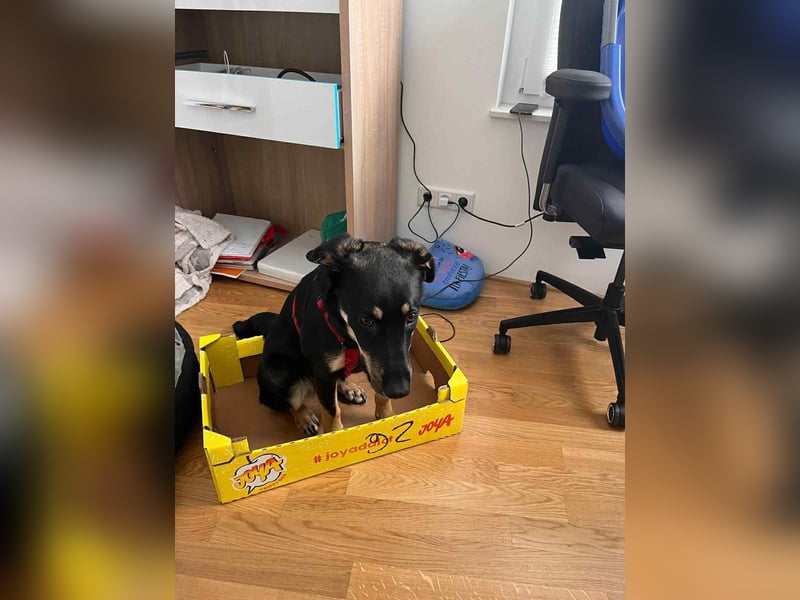 Intelligente Fanny sucht neues Zuhause