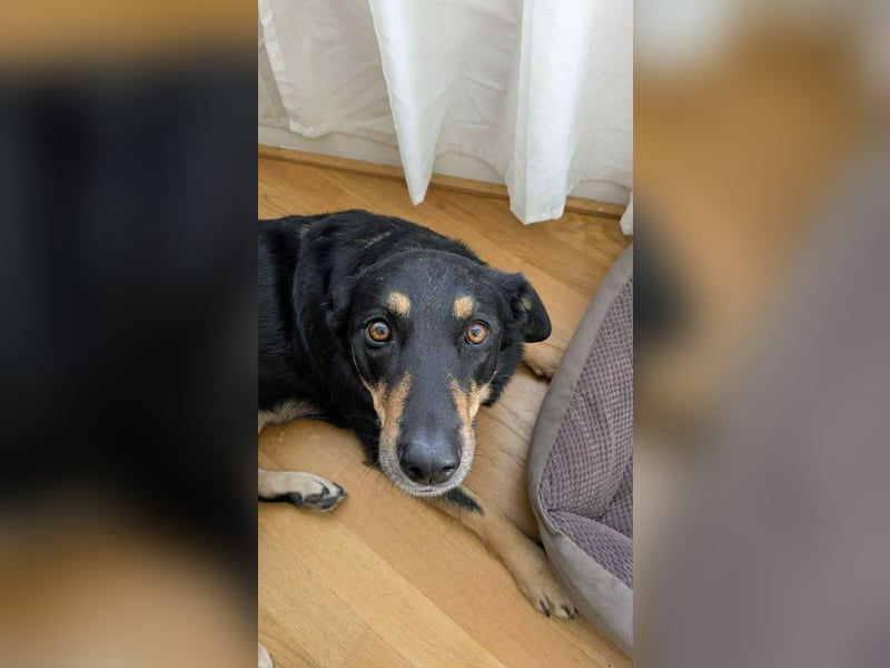 Intelligente Fanny sucht ihr Zuhause