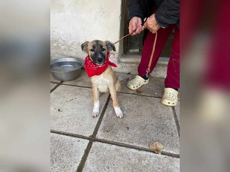 Amy - aktiv, verspielt und neugierig