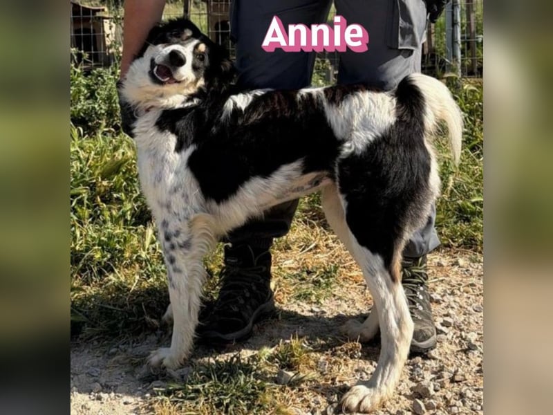 Annie, 04/25 - süßes Wuschelchen sucht Körbchen