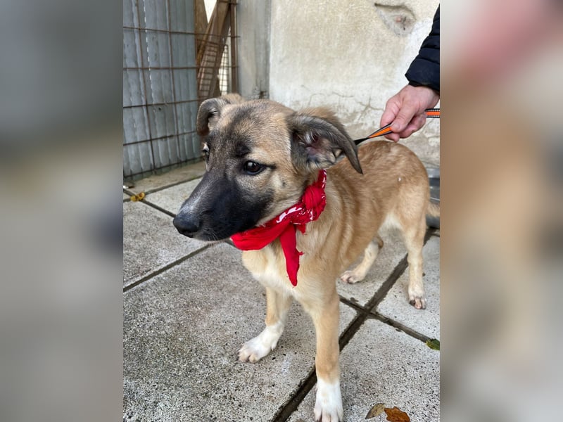 Amy - aktiv, verspielt und neugierig