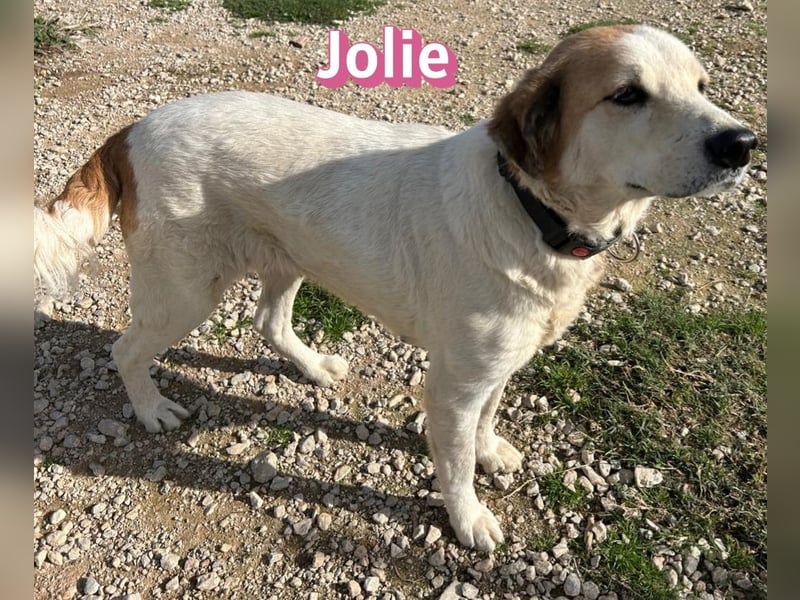 Jolie - freundlich und verschmust