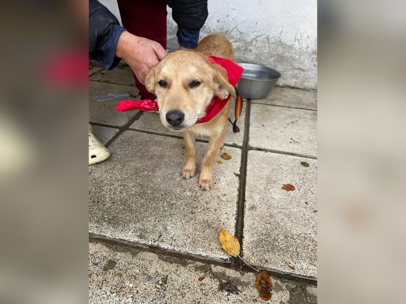 Abby - aktiv, verspielt und neugierig