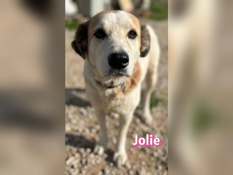 Jolie - freundlich und verschmust