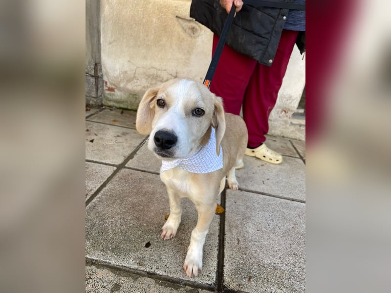 Armani - aktiv, verspielt und neugierig