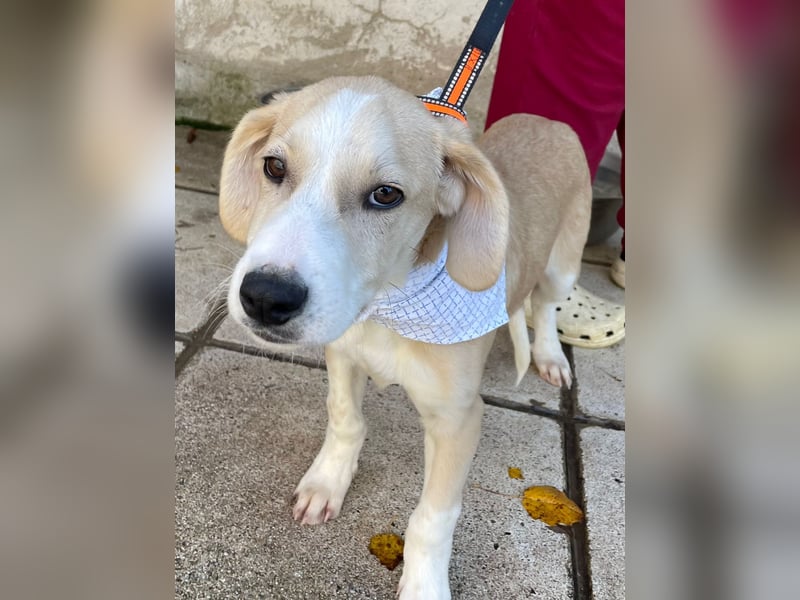 Armani - aktiv, verspielt und neugierig