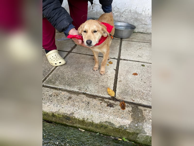 Abby - aktiv, verspielt und neugierig