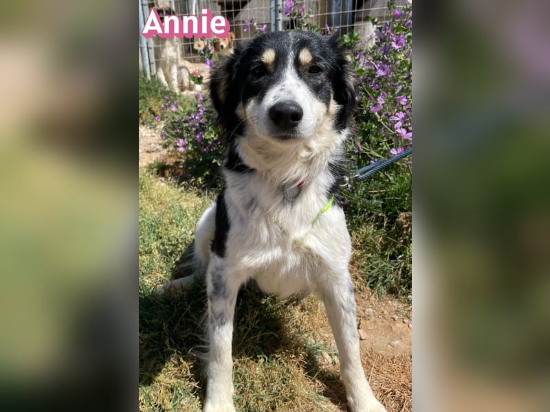 Annie, 04/25 - süßes Wuschelchen sucht Körbchen