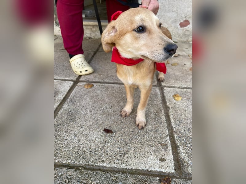 Aika - aktiv, verspielt und neugierig