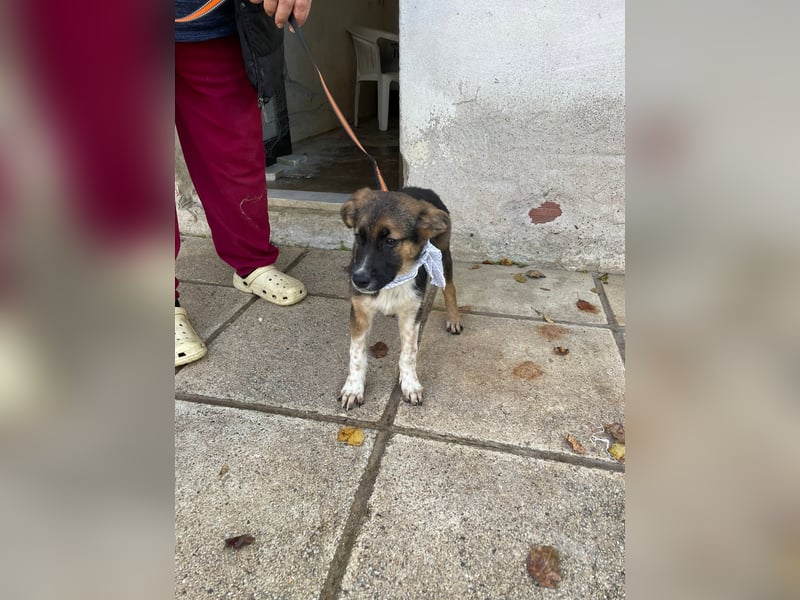 Anton - aktiv, verspielt und neugierig