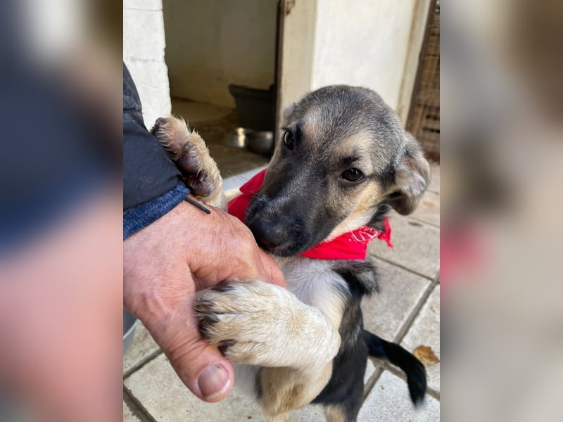 Alma - aktiv, verspielt und neugierig