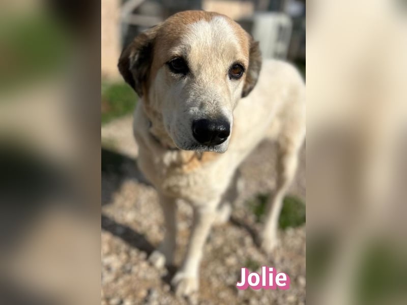 Jolie - freundlich und verschmust