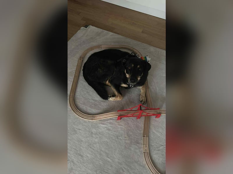 Intelligente Fanny sucht neues Zuhause