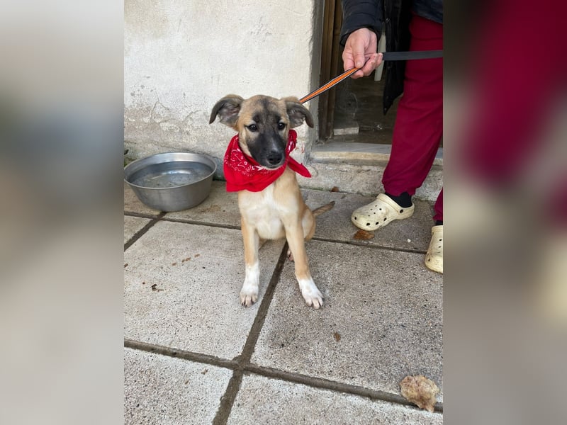 Amy - aktiv, verspielt und neugierig