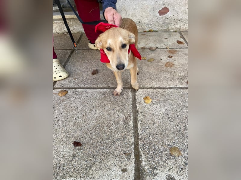 Aika - aktiv, verspielt und neugierig