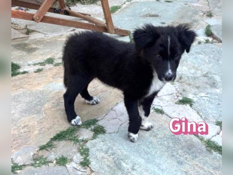Gina, 05/26 - süßes Welpenmädel sucht Familie