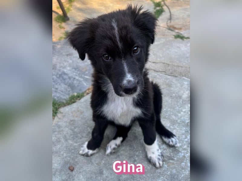 Gina, 05/26 - süßes Welpenmädel sucht Familie