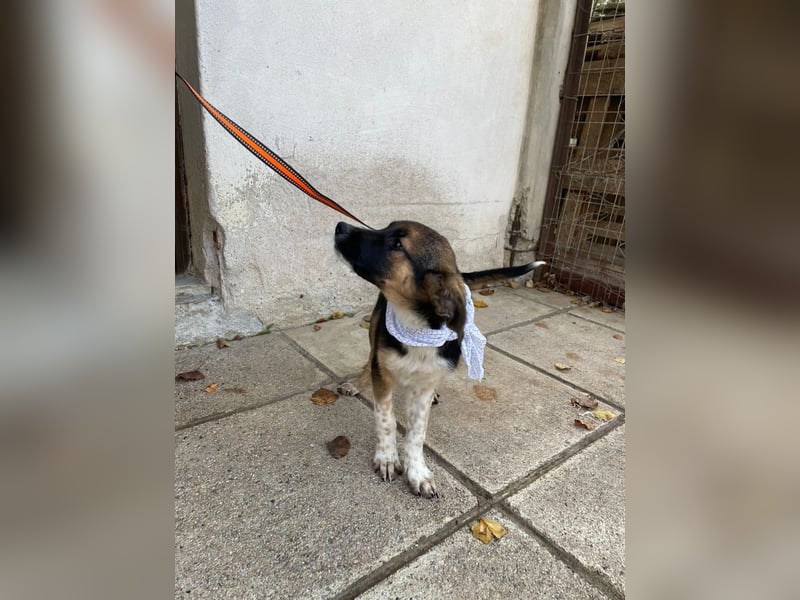 Anton - aktiv, verspielt und neugierig