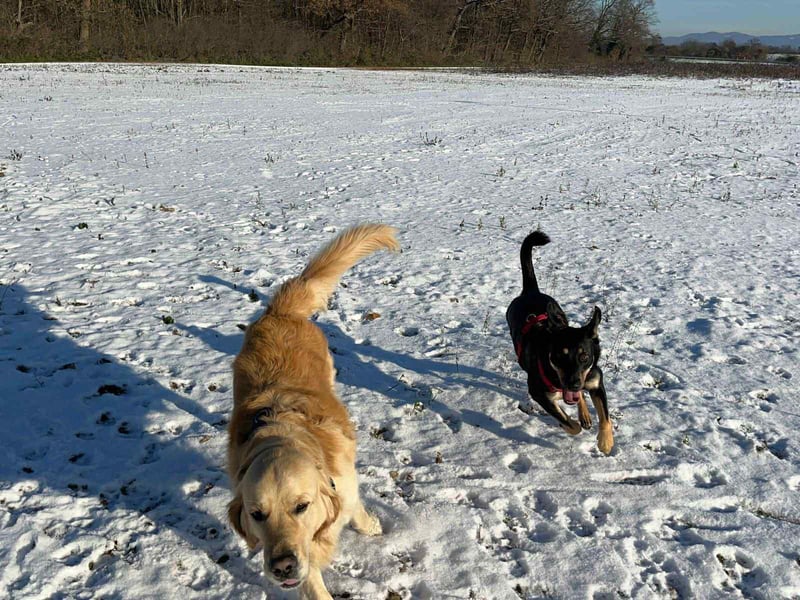 Hübsche Fanny sucht ihre Menschen