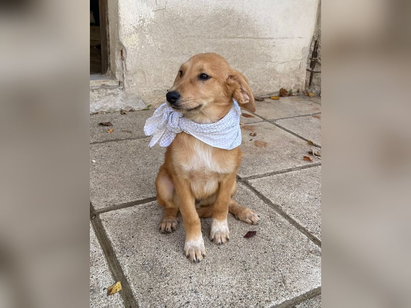 Adonis - aktiv, verspielt und neugierig