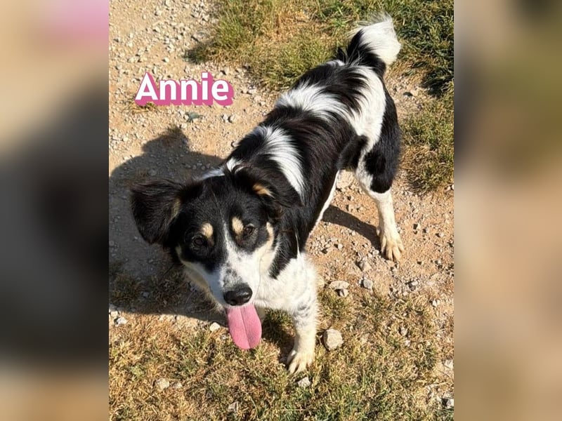 Annie, 04/25 - süßes Wuschelchen sucht Körbchen