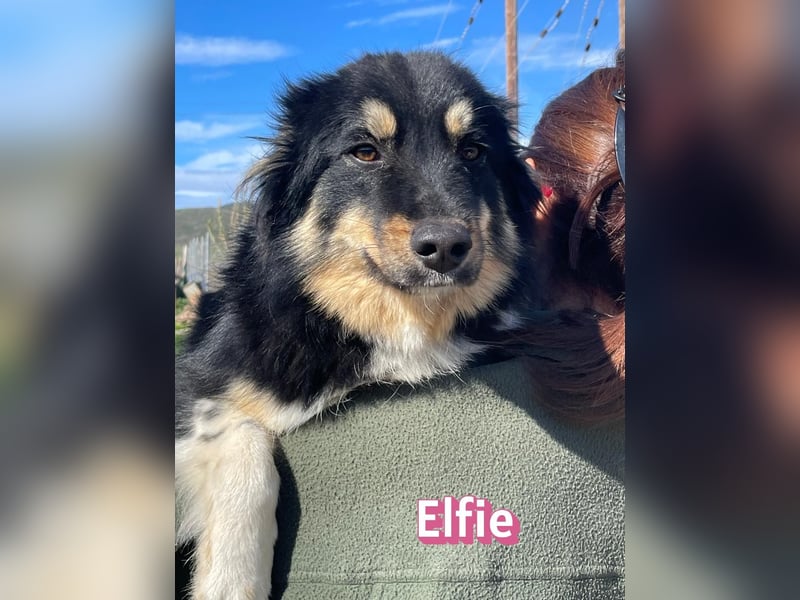 Elfie - agil, sozial und menschenbezogen