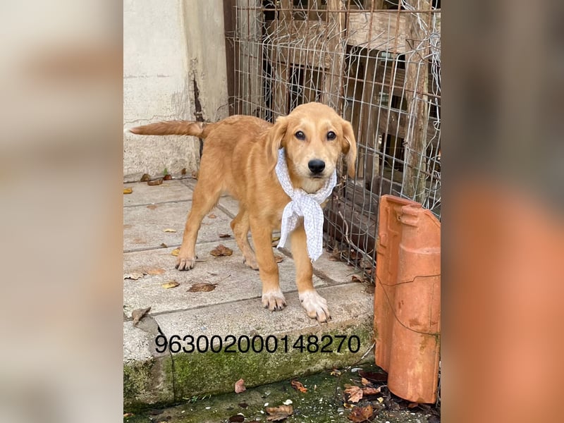 Adonis - aktiv, verspielt und neugierig