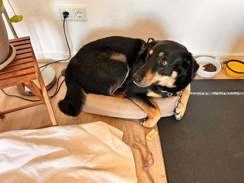 Intelligente Fanny sucht neues Zuhause