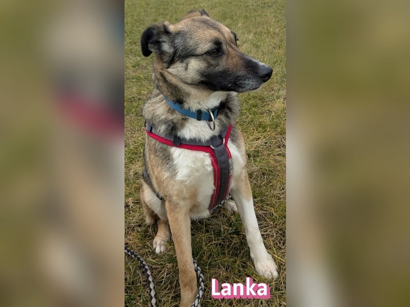 Vermittlungshilfe Lanka; 69221 Dossenheim