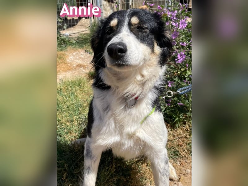 Annie, 04/25 - süßes Wuschelchen sucht Körbchen