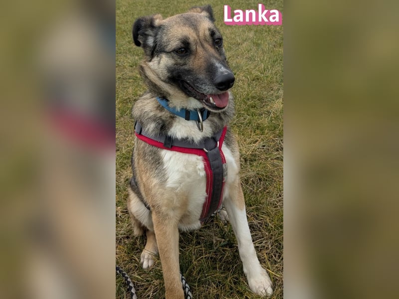 Vermittlungshilfe Lanka; 69221 Dossenheim