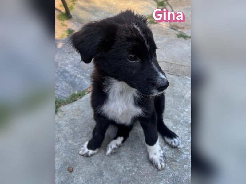 Gina, 05/26 - süßes Welpenmädel sucht Familie