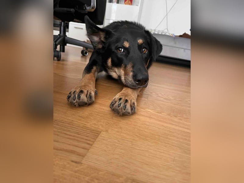 Verschmuste Fanny sucht ihre Familie