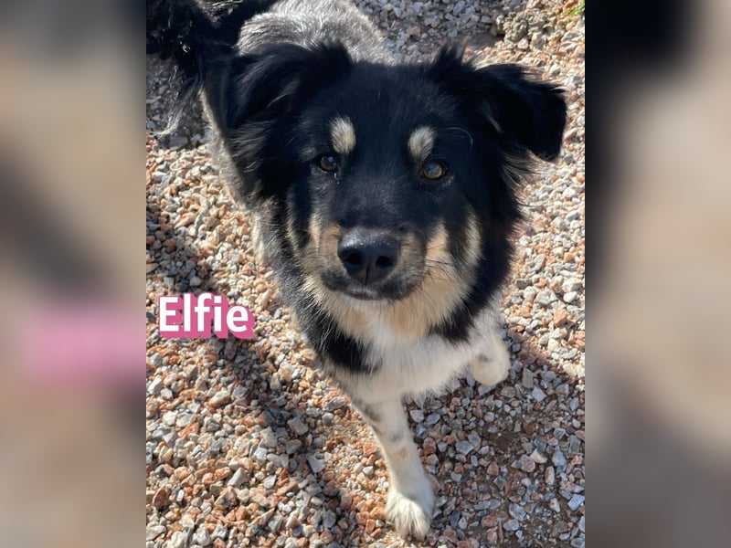 Elfie - agil, sozial und menschenbezogen