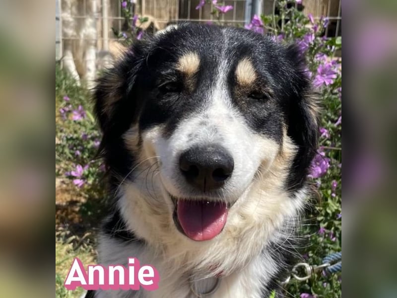 Annie, 04/25 - süßes Wuschelchen sucht Körbchen