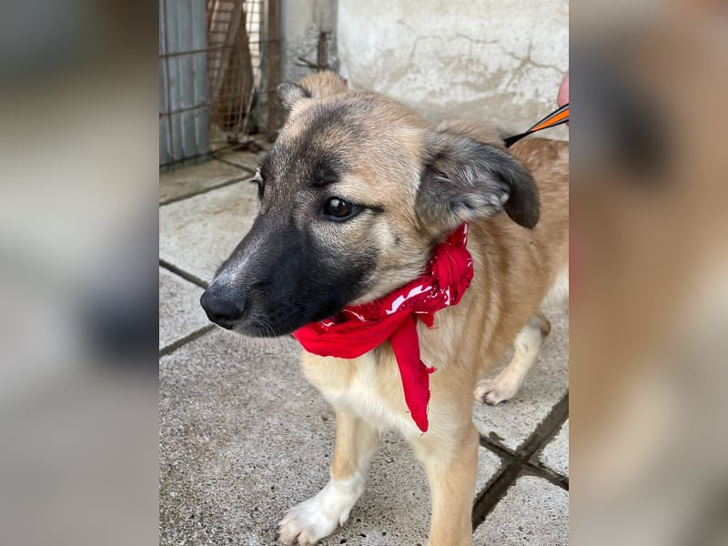 Amy - aktiv, verspielt und neugierig