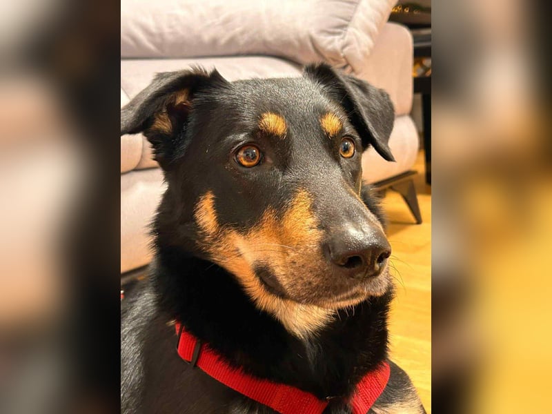 Intelligente Fanny sucht neues Zuhause