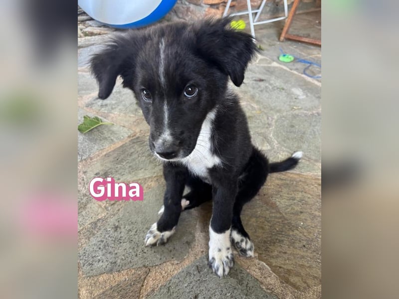Gina, 05/26 - süßes Welpenmädel sucht Familie
