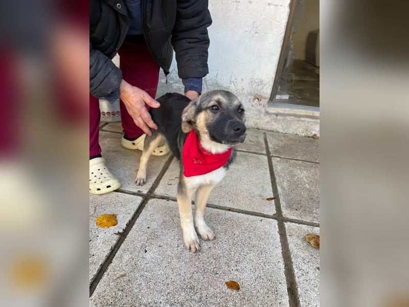 Alma - aktiv, verspielt und neugierig