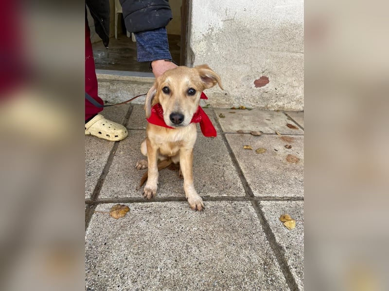 Aika - aktiv, verspielt und neugierig