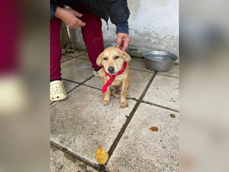 Abby - aktiv, verspielt und neugierig