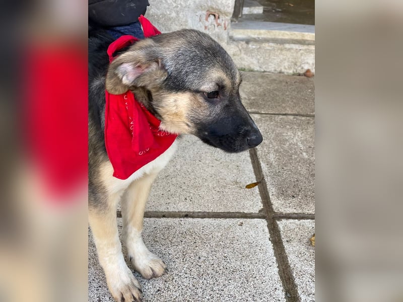 Alma - aktiv, verspielt und neugierig