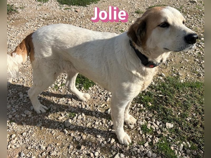 Jolie - freundlich und verschmust